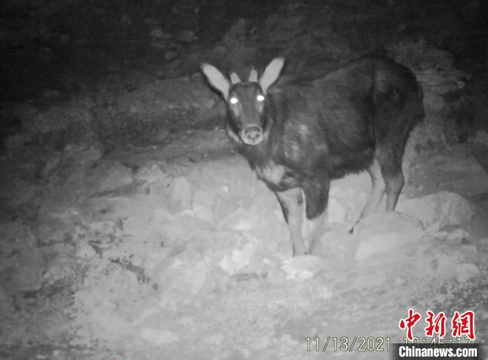 四川米仓山国家级自然保护区红外相机拍到苏门羚。　四川米仓山国家级自然保护区 供图