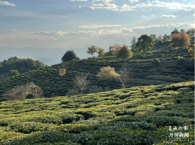 双柏县白竹山茶业:以“茶”致富，谋划生态致富经（马艺宁 摄）