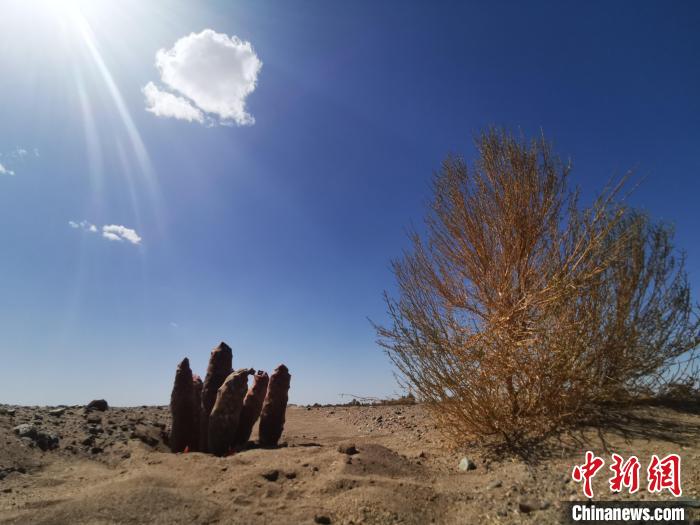 2020年5月，金塔县境内沙漠中人工种植的梭梭长势良好，旁边的肉苁蓉已开花结籽。(资料图) 殷春永 摄