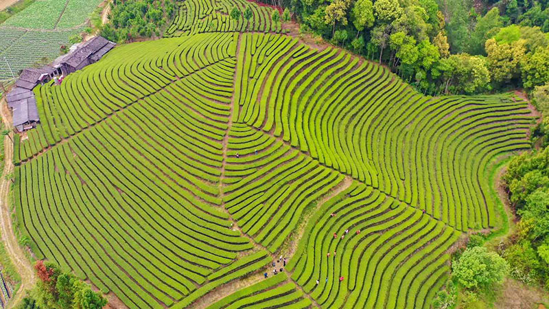 茶旅融合助力乡村振兴。 龚德涛摄