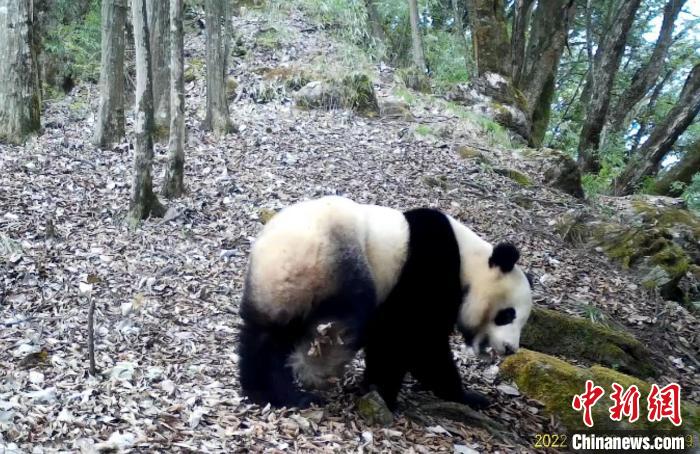 红外相机拍摄到的大熊猫。　桃花源老河沟保护地供图