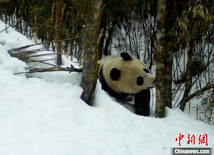 红外相机拍摄到的大熊猫。　桃花源老河沟保护地供图