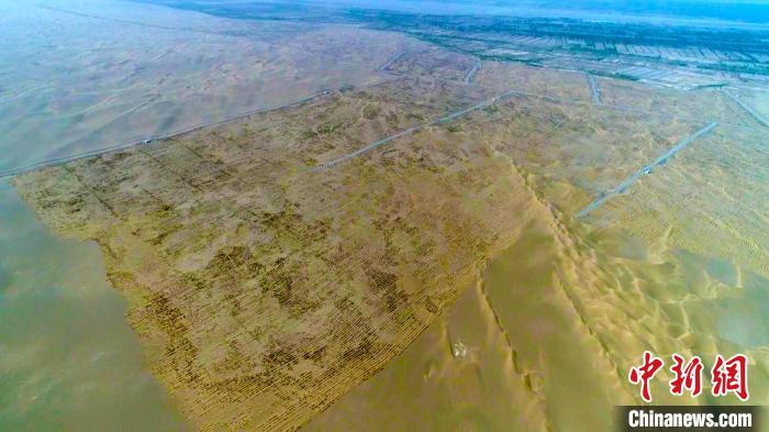 新疆且末大漠深处8.3万亩大芸花开生态经济获双赢