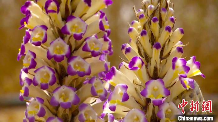 眼下，且末县8万余亩大芸迎来开花季，绚烂的花朵盛开在黄沙遍野的塔克拉玛干沙漠当中。　阿曼江·阿力甫 摄