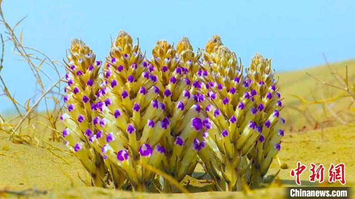 一排排形如宝塔的鲜艳花朵就是大芸，大芸也叫肉苁蓉，被人们称为的“沙漠人参”，是一种药用价值极高的中药材。　阿曼江·阿力甫 摄