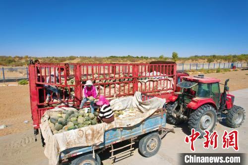新疆民丰县晚熟甜瓜进入采摘季，老百姓采摘拉运。　古拉因木·阿卜杜喀迪尔 摄
