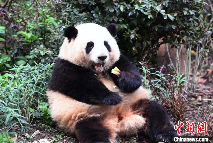 大熊猫“和花”。　安源 摄
