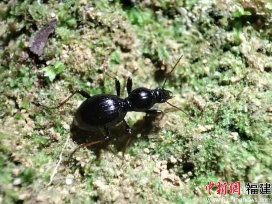 　　武夷山珠步甲。武夷山黄龙岩省级自然保护区供图