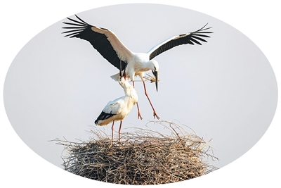 1762330089272578.jpg 衔枝筑巢的东方白鹳。.jpg