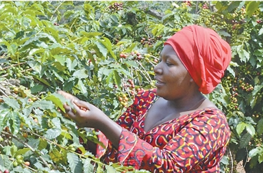 乌干达农户采摘咖啡果实。2.png