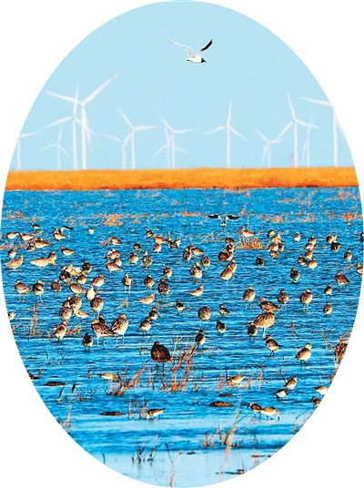 1763359573521594.jpg 候鸟栖息在如东沿.jpg