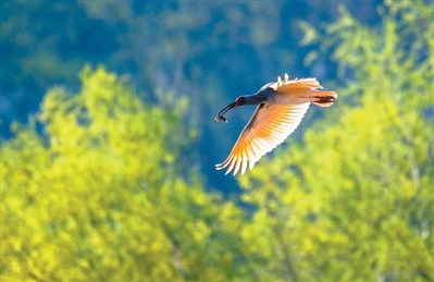 1763965267301375.jpg 朱鹮在汉江岸畔展翅.jpg