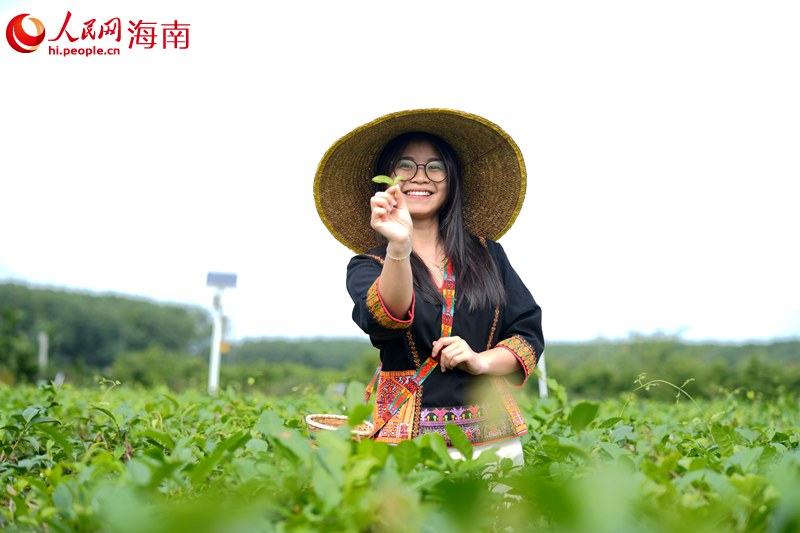 1764241302640225.jpg 人民网外语专家在茶园体验采茶。人民.jpg