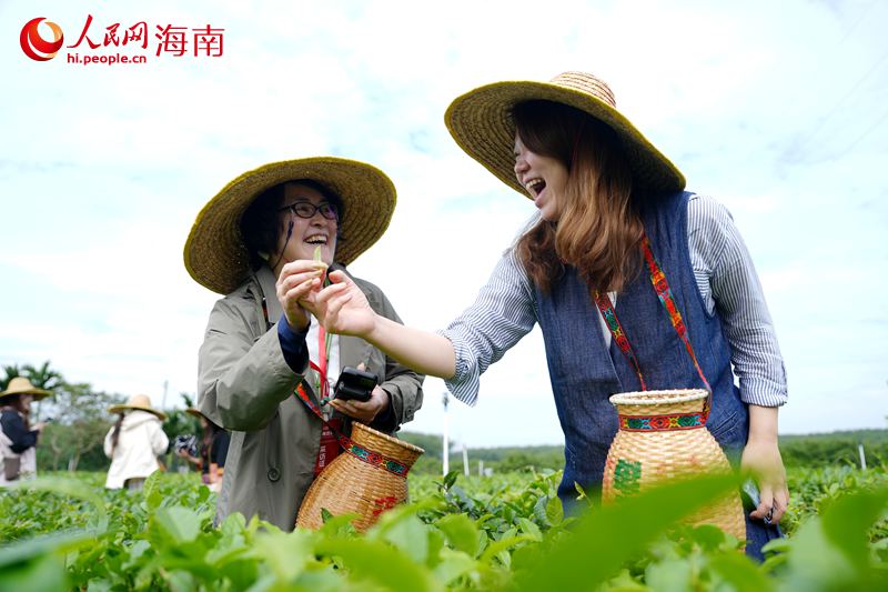 1764241324404386.jpg 人民网外语专家在茶园体验采茶。人民网3.jpg