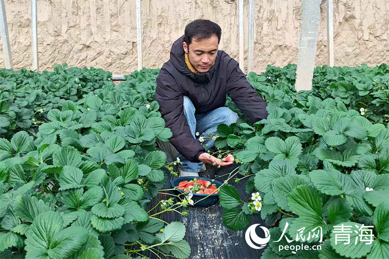 1764313968601974.png 马仁伟正细心采摘成熟的.png