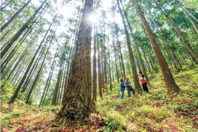 1764329274581620.png 福建省洋口林场培育的杉木大径材 黄海摄.png