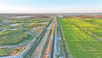 1764563878108363.jpg 吉林省镇赉县种植茭.jpg