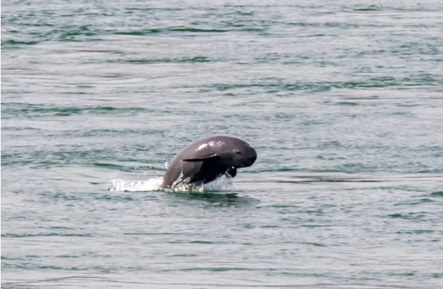 1769510720314165.png 长江江豚.png