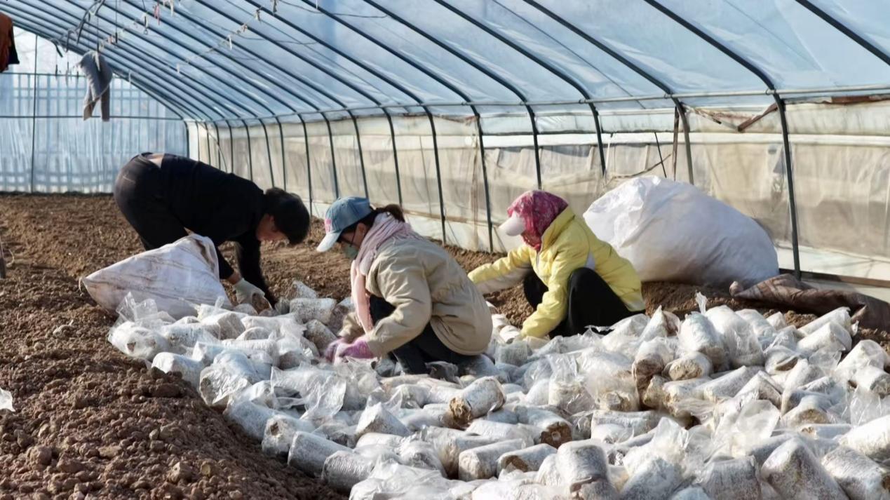 灵芝菇长势正旺，农户们忙着采摘、分.jpg