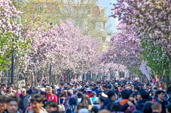 1775820975972352.jpg 游客在天津市五大道历史文.jpg