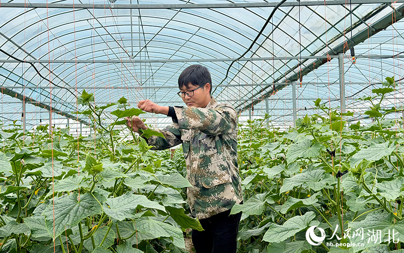 1776326050503595.jpg 朱俊杰正在查看黄瓜长势。.jpg