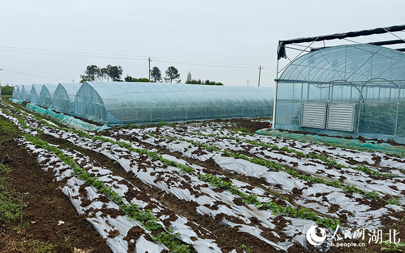 1776326077580200.jpg 沙洋县沈集镇彭堰村的现代化农业基地。人.jpg