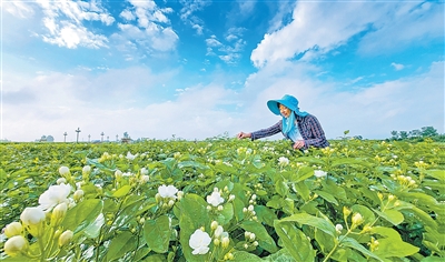 横州中华茉莉园，花.jpg