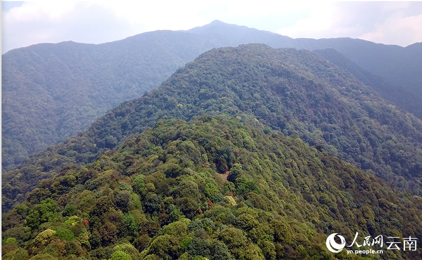 镇沅县森林资源丰富111.png