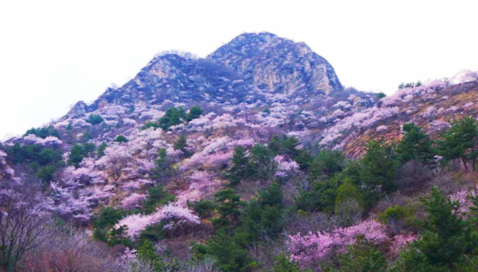 武安市东太行百里画廊里的山桃花.png